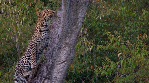 Leopard slowly moving higher into tree Stock Footage 22790067