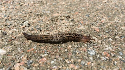 Leopard slug on asphalt Stock Footage 74628987