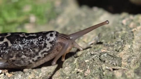 Leopard Slug Crawling On Mossy Wood, Limax Maximus Gastropod In Natural Stock Footage 340543194
