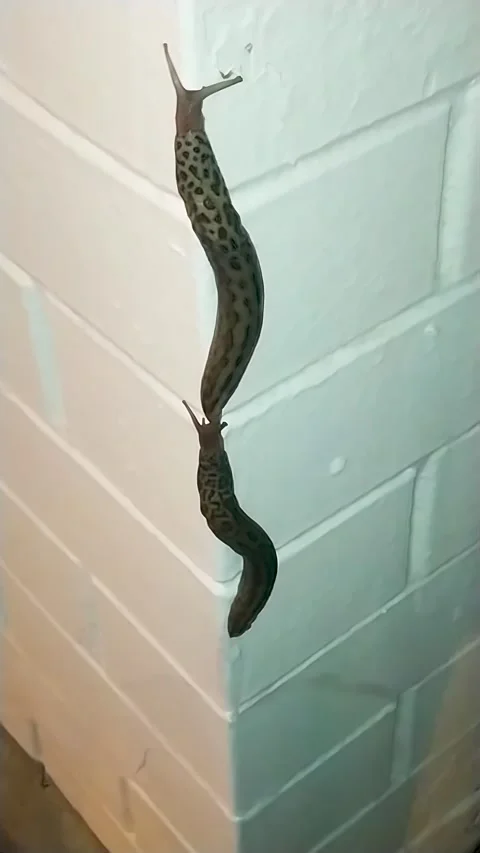 Leopard slug crawling up a white brick wall slow motion wildlife concept Stock Footage 329526730