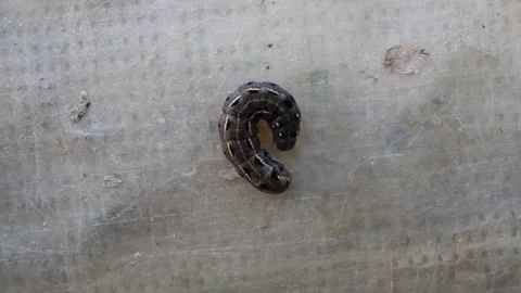 Leopard slug on a flat surface Stock Footage 304064020