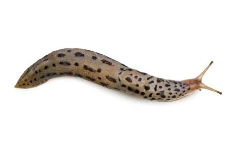Leopard Slug Foto stock