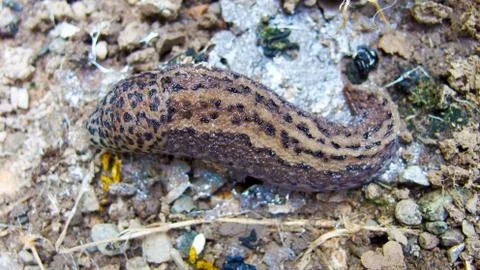 Leopard Slug Stock Photos