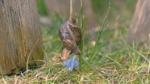 Leopard Slugs Mating Stock Footage 91002047