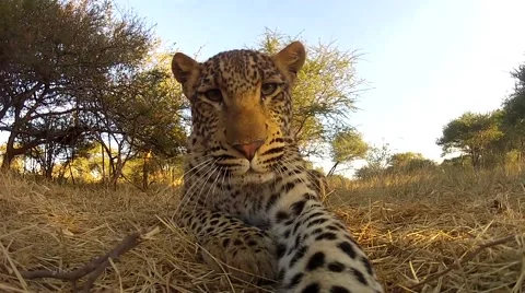 Leopard smacking camera - GoPro Stock Footage 43055930
