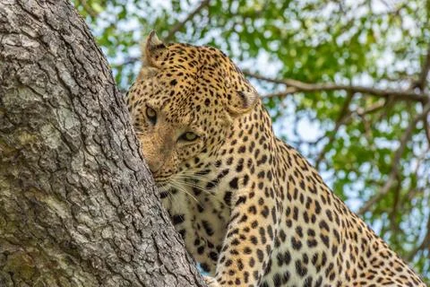 Leopard smelling the side of a large tree branch' Stock Photos