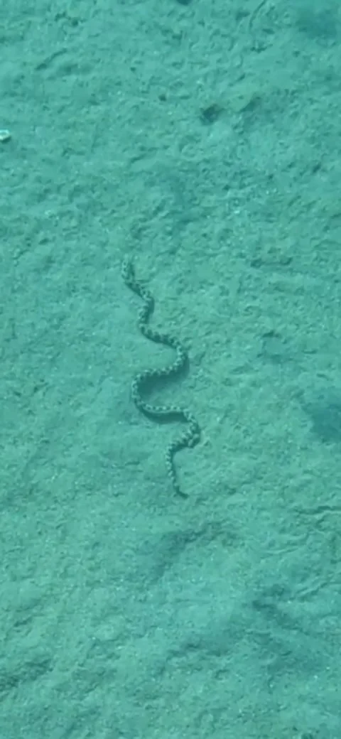 Leopard Snake Eel Slithers Along the Ocean Floor - Video 库存影片 234070448