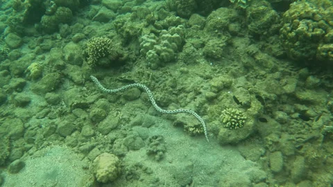 Leopard Snake Eel Takes Off Slithering along Coral Reef Video stock 303552240
