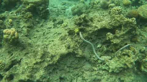 Leopard Snake Eel Underwater Sea Creature Navigating Coral Reef Stock Footage 303207929