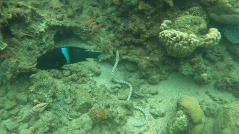 Leopard Snake Eel Unique Underwater Sea Creature Slithers Over Coral Reef  Stock Footage 303208288