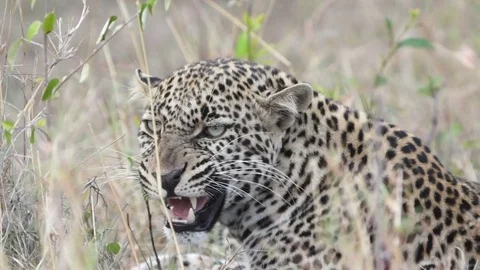 Leopard Snarl 動画素材 71018135