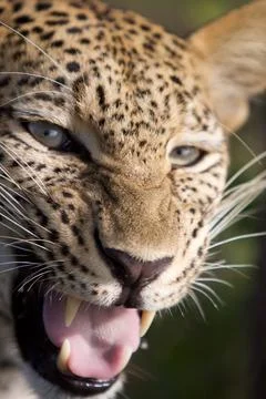 Leopard Snarl Stock Photos