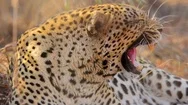 Leopard Snarling Profile Stock Footage