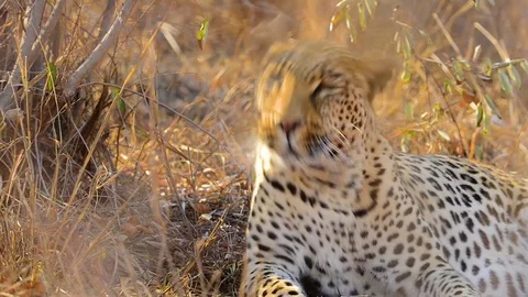 Leopard snarls and gets up and walks out of frame Stock Footage 70726292