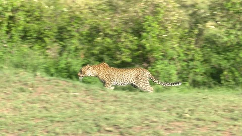 LEOPARD SNEAKS AFTER PREY Video stock 91074193