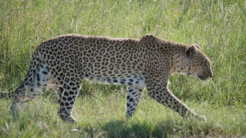 Leopard Sneaks And Hides Bent Back Tall Grass Of Wildlife African Savannah 스톡 동영상 111697573