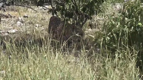 Leopard sniffing the ground, camouflaged in dry grass — Part 1 Stock Footage 320790385