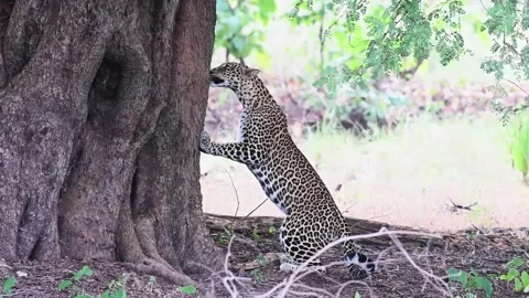Leopard sniffing up a tree in Tadoba national park Video stock 259385228