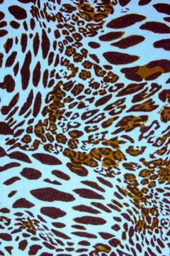 Leopard spots background Stock Photos