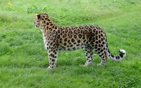 Leopard spots Stock Photos