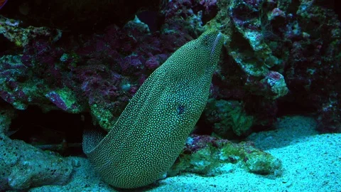 Leopard Spotted Eel in a Coral Reef in the Deep Sea Stock-Footage 123737325