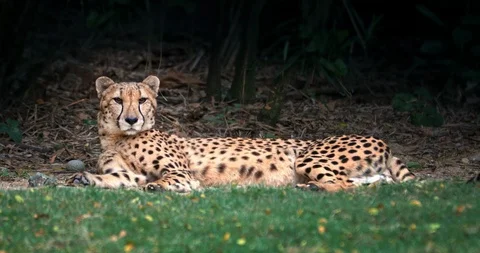 Leopard with spotted skin texture lays on grass. Wild cheetah in bush forest Stock Footage 104138580