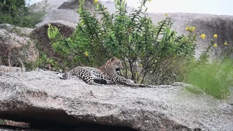 Leopard spread out onto a boulder in Jawai national park Video stock 289842449