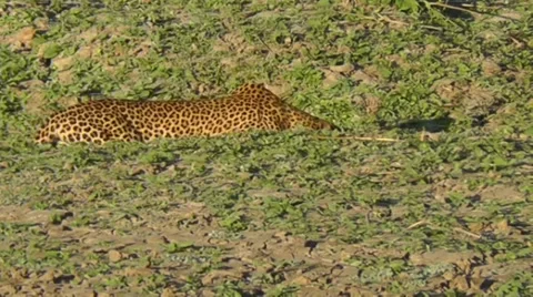 Leopard stalking Stock Footage 34473829