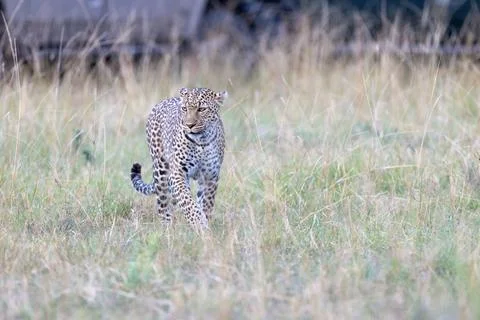 Leopard Stalking in the Grassland Stock Photos