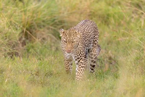 Leopard Stalking in the Grassland Stock Photos