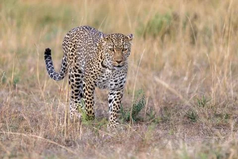 Leopard Stalking in the Grassland Stock Photos