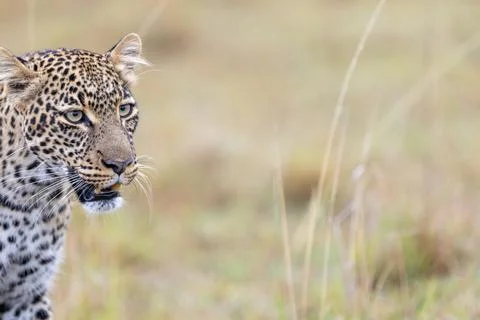 Leopard Stalking in the Grassland Stock Photos