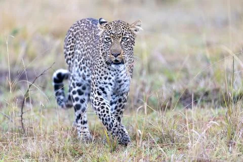 Leopard Stalking in the Grassland Stock Photos