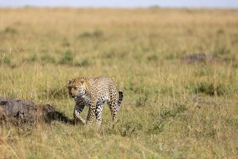 Leopard Stalking in the Grassland Stock Photos