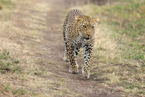 Leopard Stalking in the Grassland Stock Photos