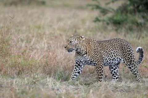 Leopard Stalking in the Grassland Stock Photos