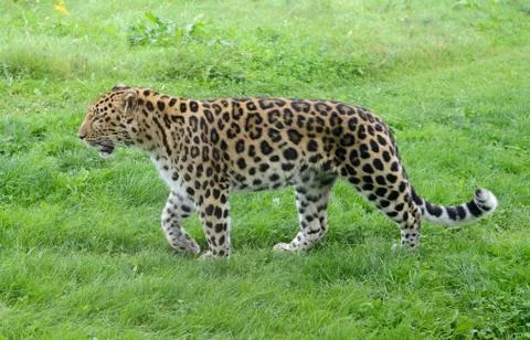 Leopard stalking Stock Photos