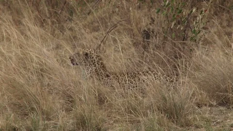Leopard stalking a prey during a hunt. Video stock 71196698