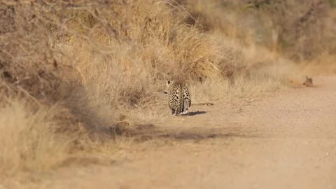 Leopard stalking in the road Stock Footage 157959963