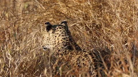 Leopard stalking silently in tall grass Stock Footage 157960012