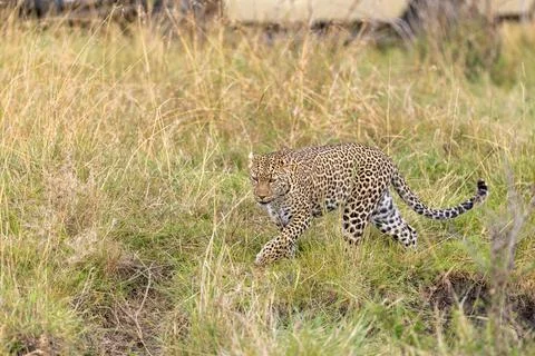 Leopard Stalking in the Tall Grass Stock Photos
