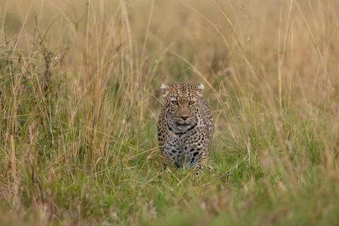 Leopard Stalking in the Tall Grass Stock Photos