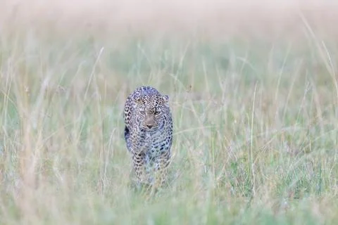Leopard Stalking in the Tall Grass Stock Photos