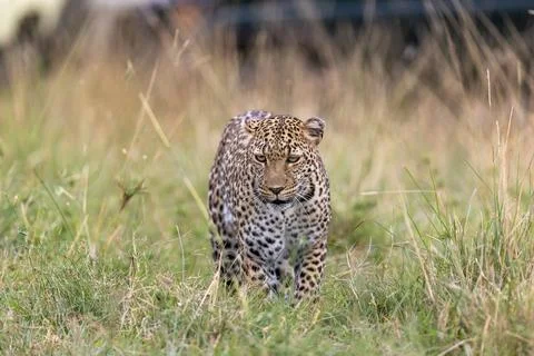 Leopard Stalking in the Tall Grass Stock Photos