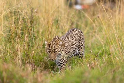 Leopard Stalking in the Tall Grass Stock Photos