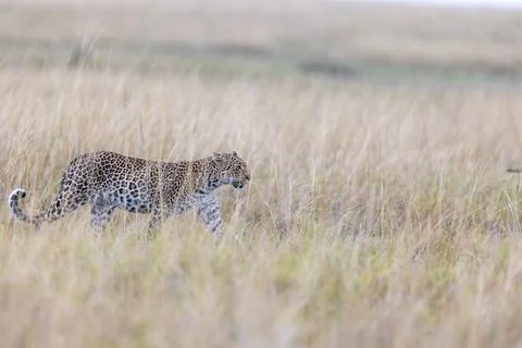 Leopard Stalking in the Tall Grass Stock Photos