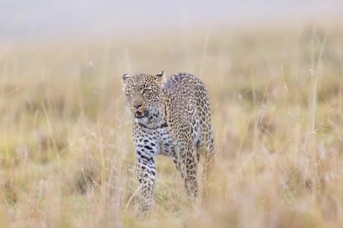 Leopard Stalking in the Tall Grass Stock Photos