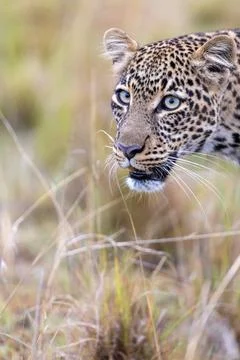 Leopard Stalking in the Tall Grass Stock Photos