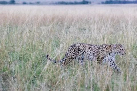 Leopard Stalking in the Tall Grass Stock Photos