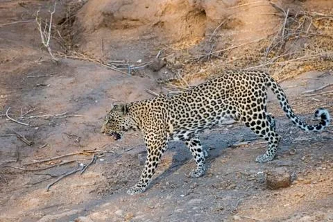 Leopard Stalking through Dry River Bed Stock Photos